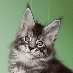 Sassy but classy  Monterini