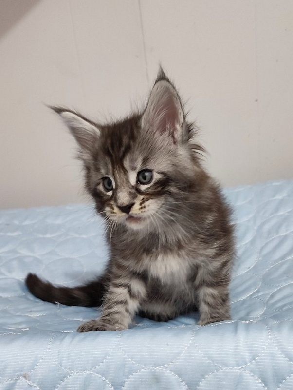 Sassy but classy  Monterini - Кошеня мейн-кун 1 місяць