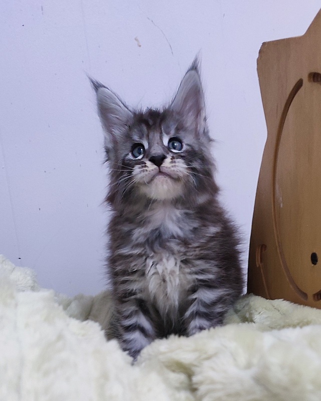 Sassy but classy  Monterini - Кошеня мейн-кун 1 місяць 0,5 тижнів