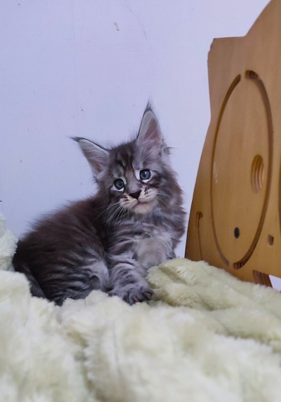 Sassy but classy  Monterini - Кошеня мейн-кун 1 місяць 0,5 тижнів