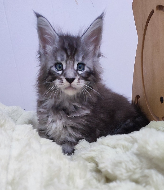 Sassy but classy  Monterini - Кошеня мейн-кун 1 місяць 0,5 тижнів