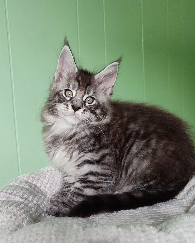 Sassy but classy  Monterini - Кошеня мейн-кун 1 місяць 3 тижні