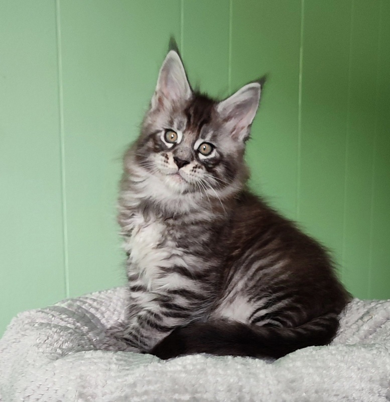 Sassy but classy  Monterini - Кошеня мейн-кун 1 місяць 3 тижні