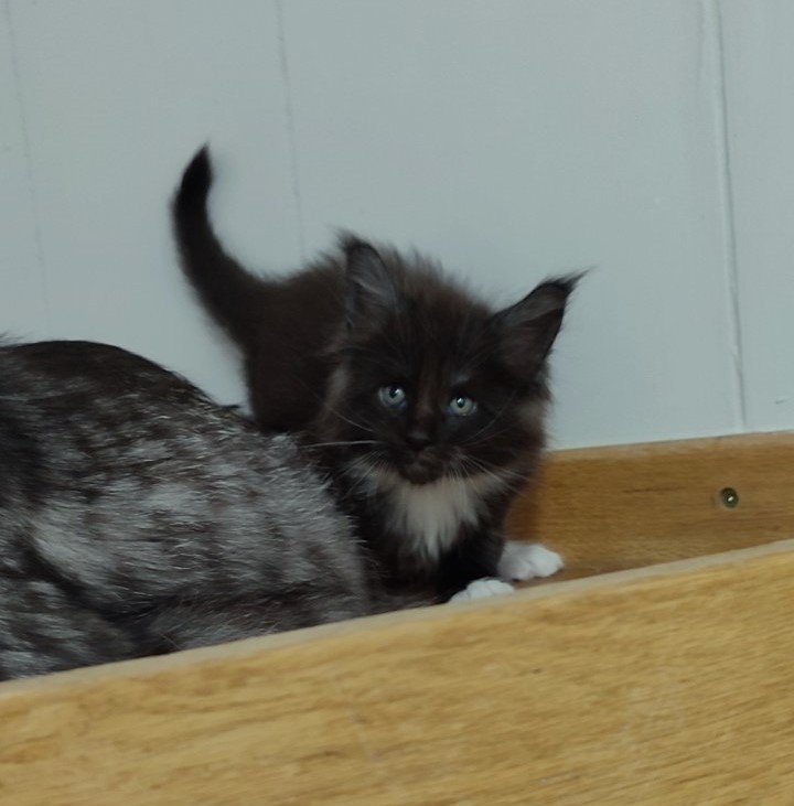 Solo Monterini - Кошеня мейн-кун 1 місяць