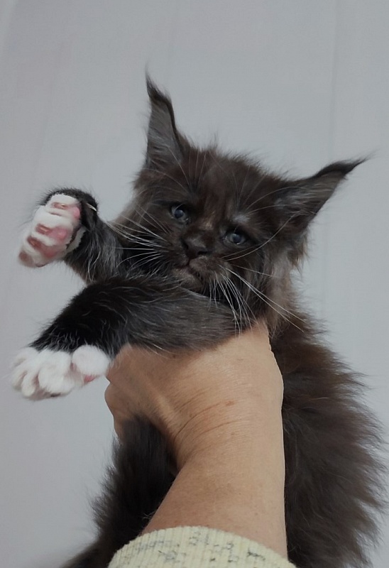 Solo Monterini - Кошеня мейн-кун 1 місяць