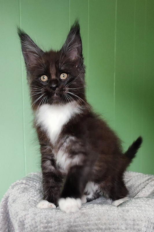 Solo Monterini - Кошеня мейн-кун 1 місяць 3 тижні