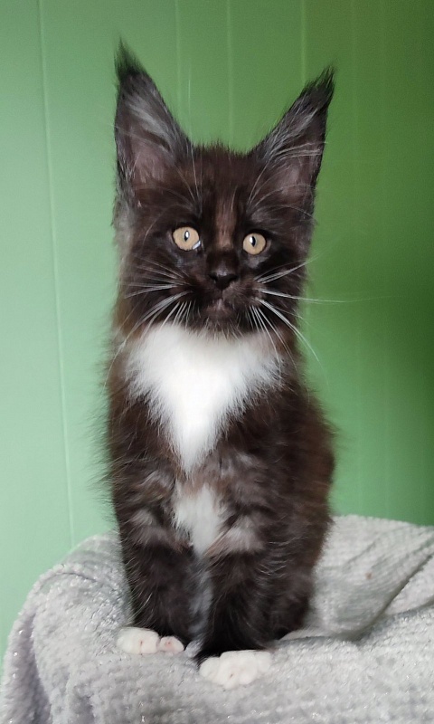 Solo Monterini - Кошеня мейн-кун 1 місяць 3 тижні