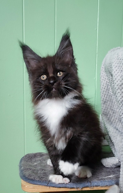 Solo Monterini - Кошеня мейн-кун 1 місяць 3 тижні