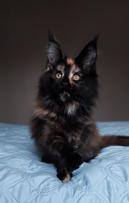 Tessa Monterini - Kitten maine-coon 2 months 4 weeks