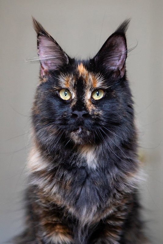 Tessa Monterini - Adult maine-coon 1 year 1 month