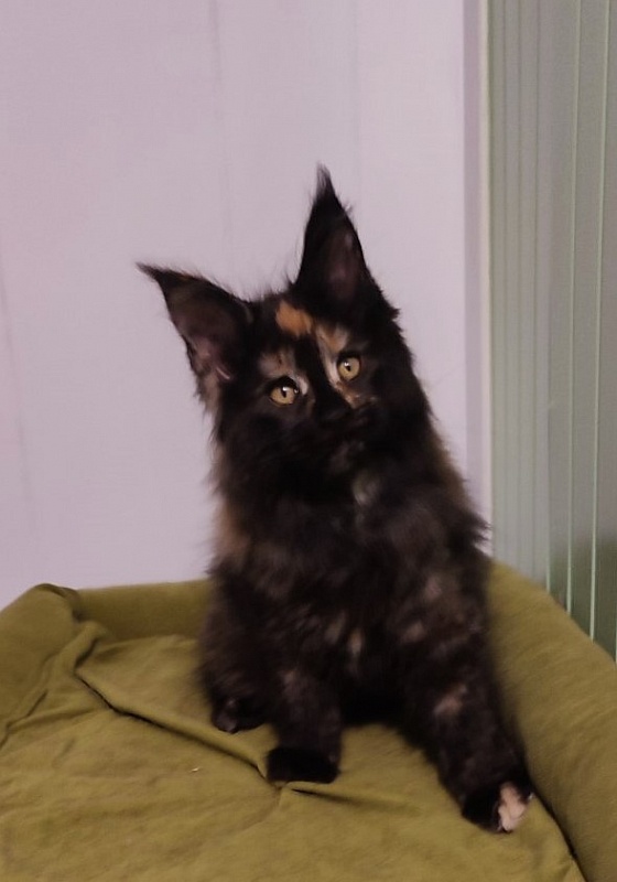 Tessa Monterini - Kitten maine-coon 2.5 months