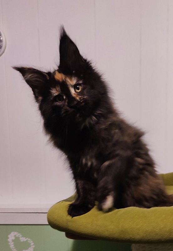 Tessa Monterini - Kitten maine-coon 2.5 months