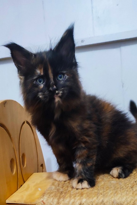 Tábula rása  Monterini - Kitten maine-coon 1 month 2.5 weeks