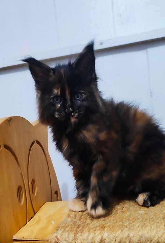 Tábula rása  Monterini - Kitten maine-coon 1 month 2.5 weeks