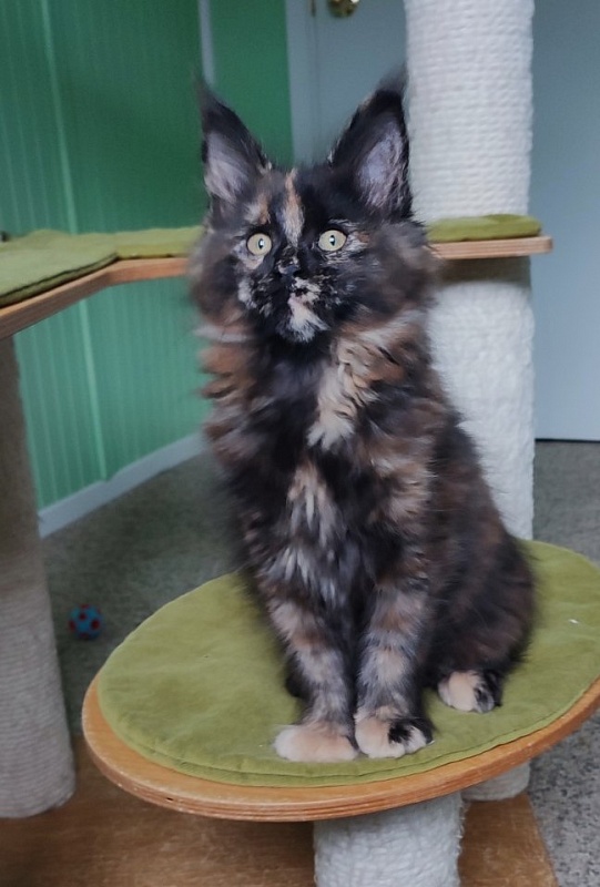 Tábula rása  Monterini - Kitten maine-coon 2 months 3 weeks