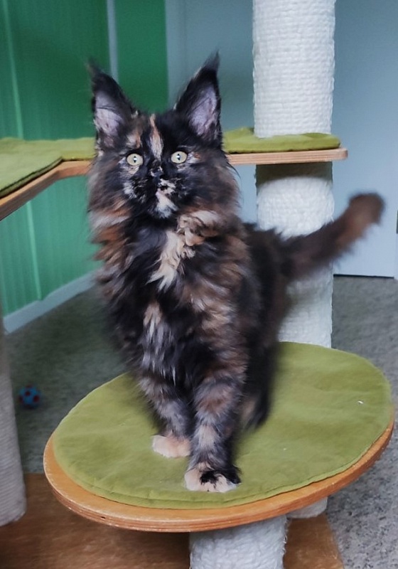 Tábula rása  Monterini - Kitten maine-coon 2 months 3 weeks