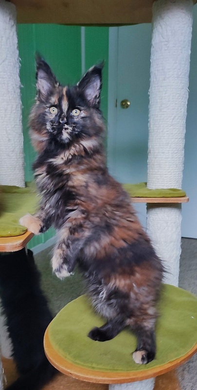 Tábula rása  Monterini - Kitten maine-coon 2 months 3 weeks