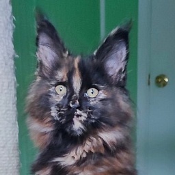 Tábula rása  Monterini