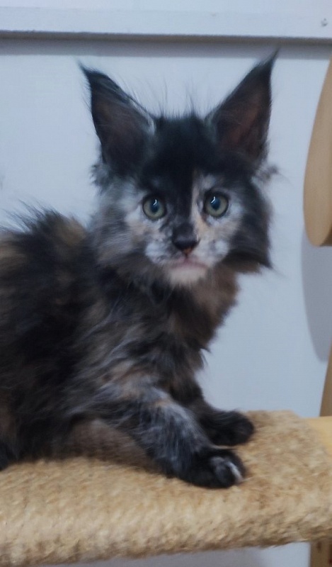 Tarantina Monterini - Кошеня мейн-кун 1 місяць 2,5 тижні