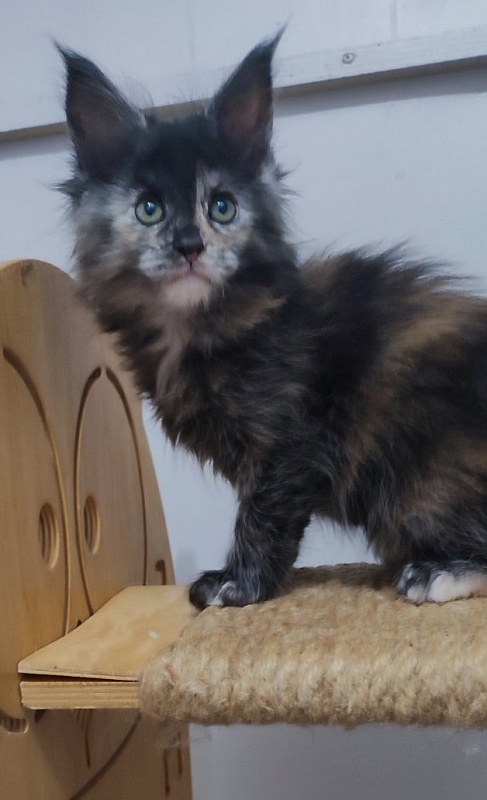 Tarantina Monterini - Кошеня мейн-кун 1 місяць 2,5 тижні