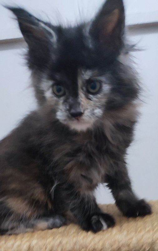 Tarantina Monterini - Кошеня мейн-кун 1 місяць 2,5 тижні