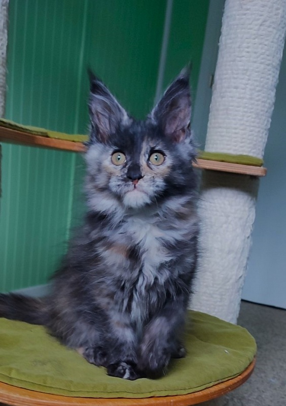 Tarantina Monterini - Кошеня мейн-кун 2 місяця 3 тижні