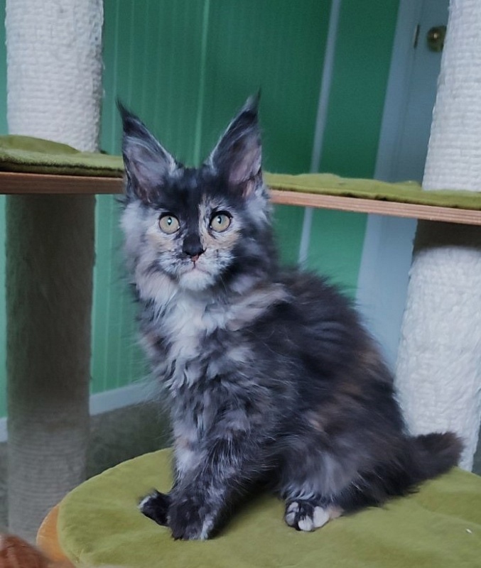 Tarantina Monterini - Кошеня мейн-кун 2 місяця 3 тижні