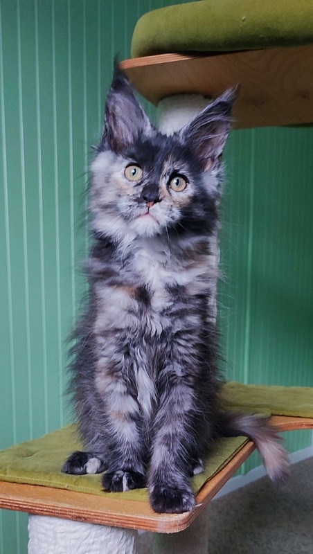 Tarantina Monterini - Кошеня мейн-кун 2 місяця 3 тижні