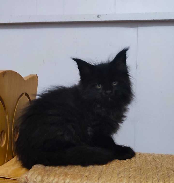 Thor Monterini - Кошеня мейн-кун 1 місяць 2,5 тижні