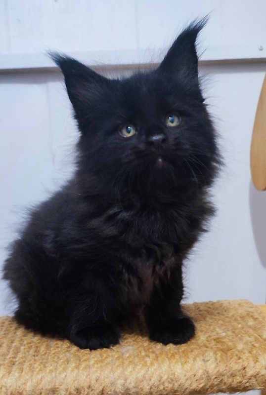 Thor Monterini - Кошеня мейн-кун 1 місяць 2,5 тижні