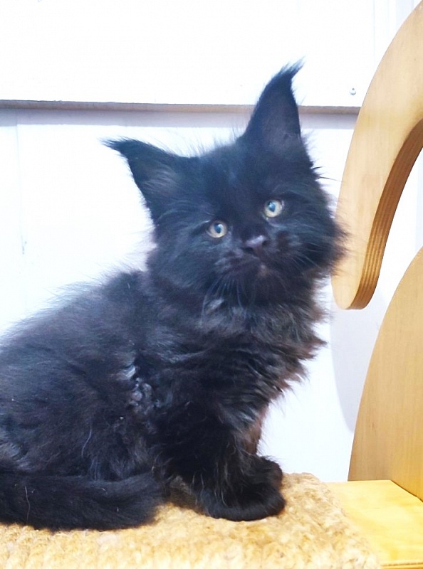 Thor Monterini - Кошеня мейн-кун 1 місяць 2,5 тижні