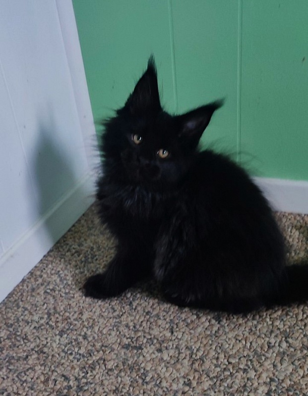 Thor Monterini - Кошеня мейн-кун 2 місяця 3 тижні