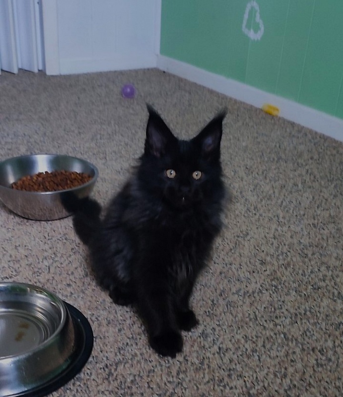 Thor Monterini - Кошеня мейн-кун 2 місяця 3 тижні