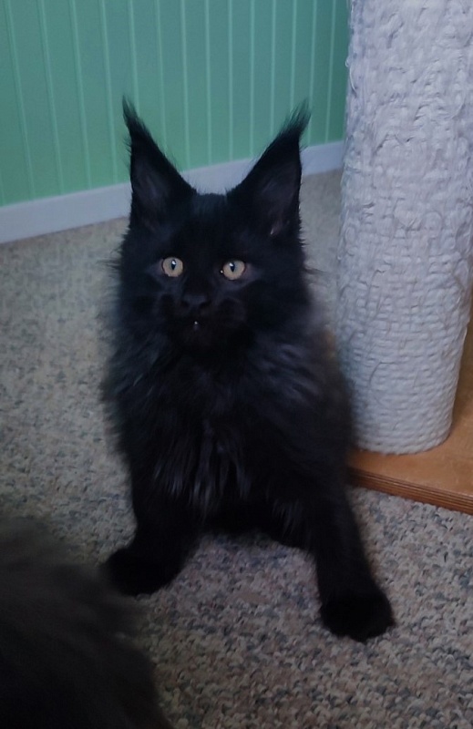 Thor Monterini - Кошеня мейн-кун 2 місяця 3 тижні