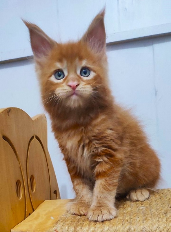 Tiger Monterini - Kitten maine-coon 1 month 2.5 weeks