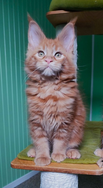 Tiger Monterini - Kitten maine-coon 2 months 3 weeks