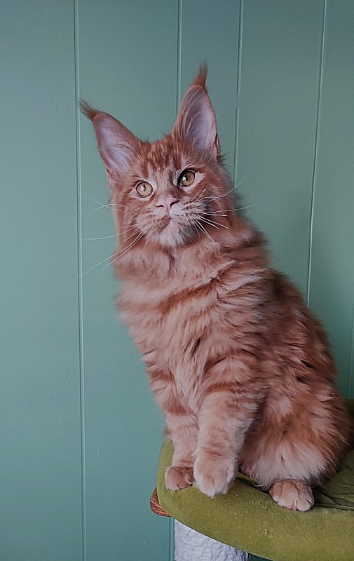 Tiger Monterini - Kitten maine-coon 4 months