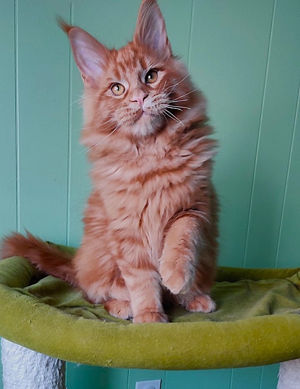 Tiger Monterini - Kitten maine-coon 4 months