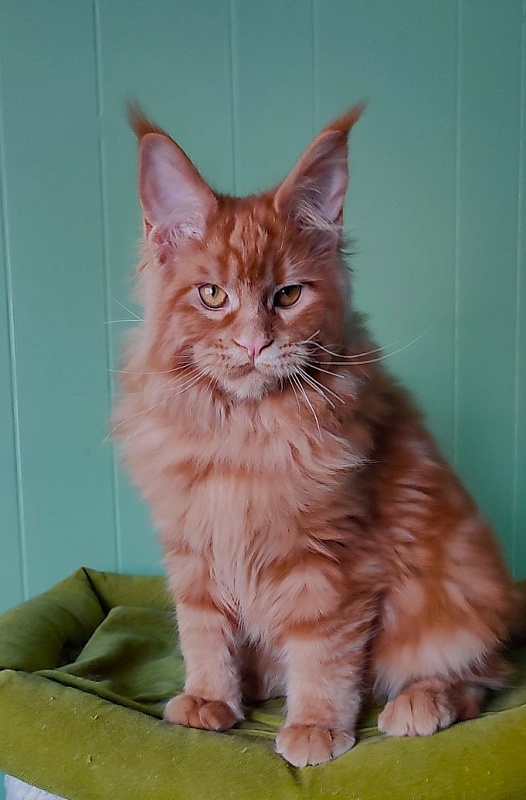Tiger Monterini - Kitten maine-coon 4 months