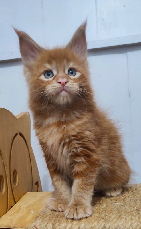 Tiger Monterini - Kitten maine-coon 1 month 2.5 weeks