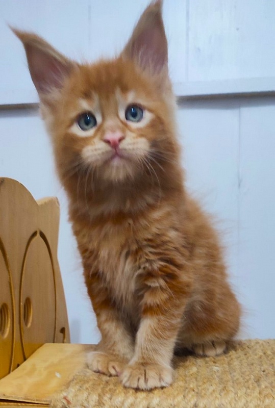 Tiger Monterini - Kitten maine-coon 1 month 2.5 weeks