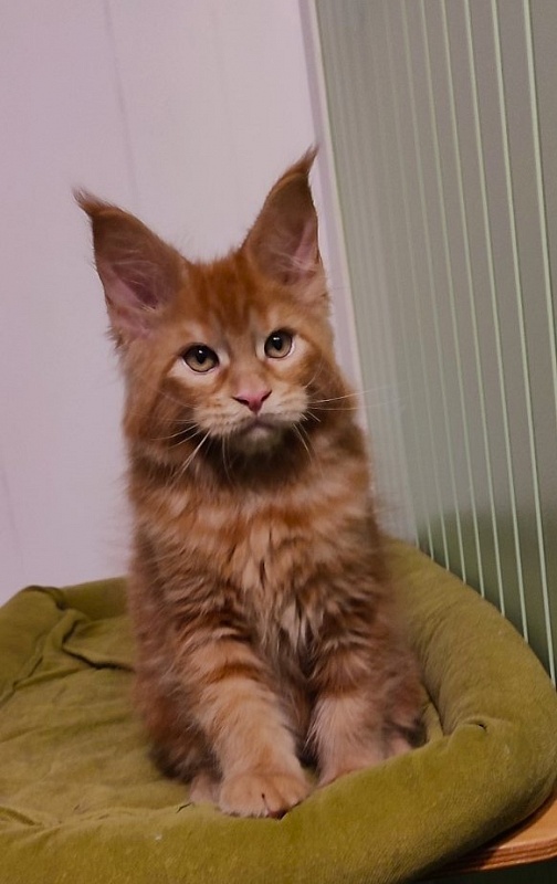 Tiger Monterini - Kitten maine-coon 2 months 2.5 weeks