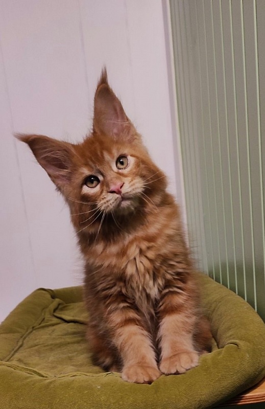 Tiger Monterini - Kitten maine-coon 2 months 2.5 weeks