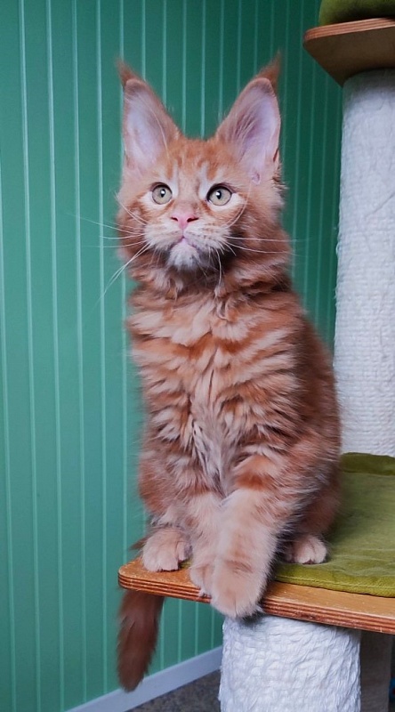 Tiger Monterini - Kitten maine-coon 2 months 3 weeks