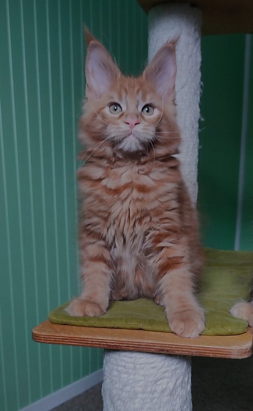 Tiger Monterini - Kitten maine-coon 2 months 3 weeks