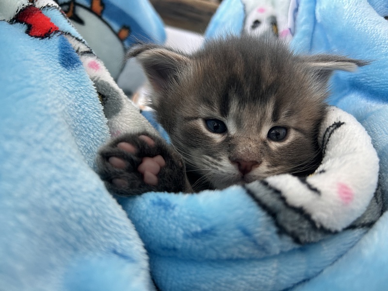 Ulvgard Monterini - Kitten maine-coon 3 weeks