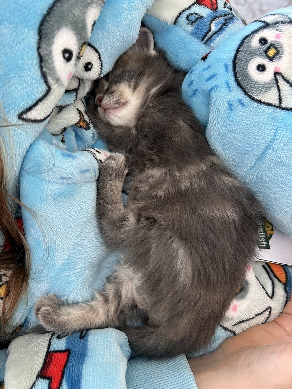 Ulvgard Monterini - Kitten maine-coon 3 weeks