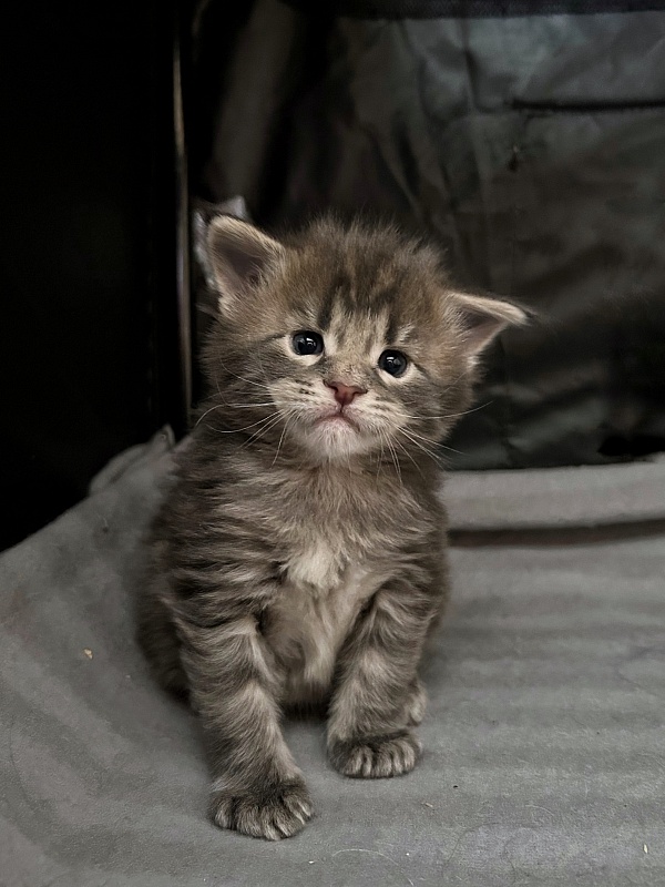 Ulvgard Monterini - Kitten maine-coon 3 weeks