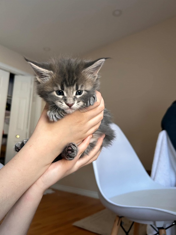 Ulvgard Monterini - Kitten maine-coon 4 weeks