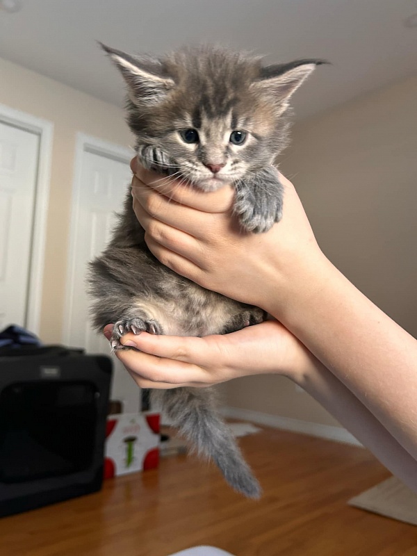 Ulvgard Monterini - Kitten maine-coon 4 weeks